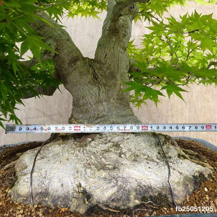盆栽 紅葉 山もみじ 樹高 約90cm もみじ モミジ カエデ科 落葉樹 観賞