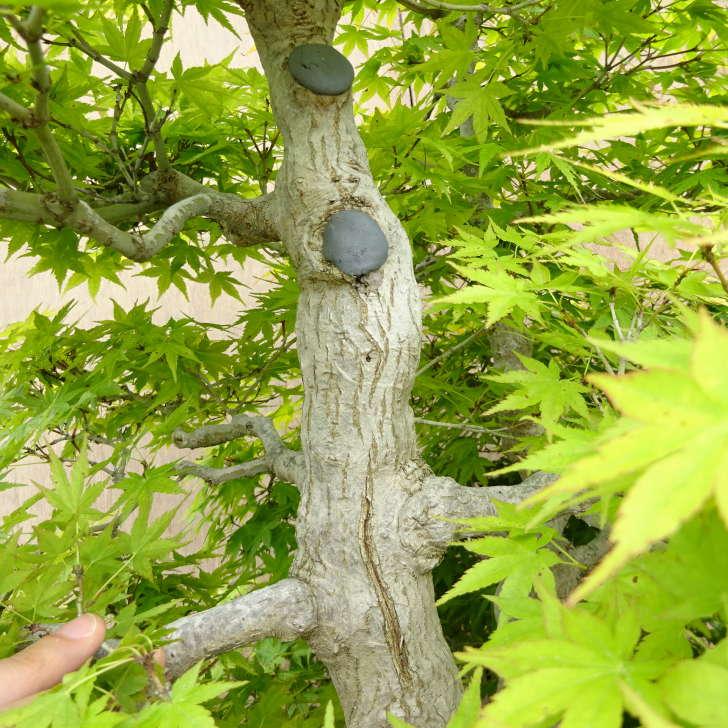 もみじ 盆栽 紅葉 山もみじ 樹高 約90cm もみじ モミジ カエデ科 落葉樹 観賞
