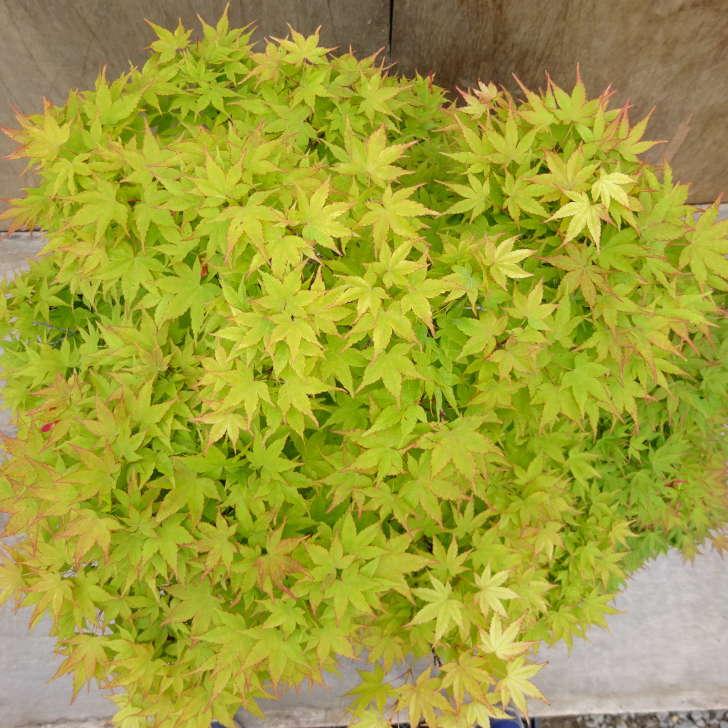 もみじ 盆栽 紅葉 山もみじ 樹高 約90cm もみじ モミジ カエデ科 落葉樹 観賞