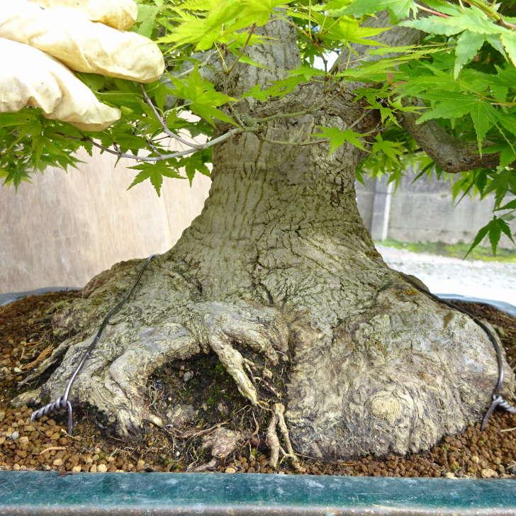 盆栽 紅葉 山もみじ 樹高 約90cm もみじ モミジ カエデ科 落葉樹 観賞