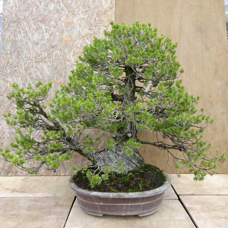 盆栽 松 五葉松 瑞祥 樹高 約80cm ごようまつ Pinus parviflora