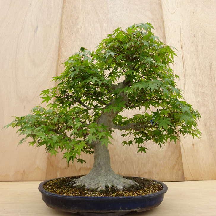 盆栽 紅葉 もみじ 樹高 約67cm Acer palmatum モミジ カエデ科 落葉樹