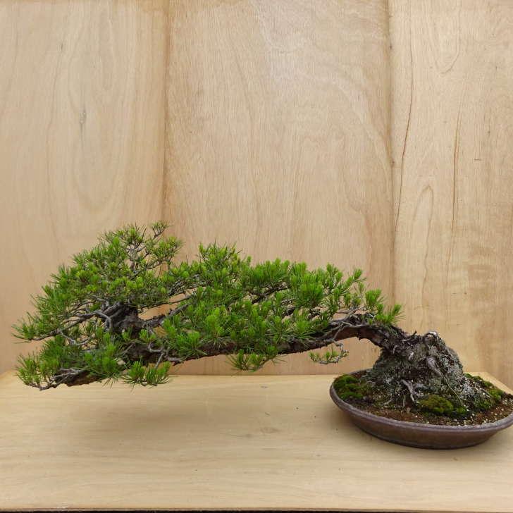 盆栽　赤松　樹高41cm 盆栽 松 赤松 樹高 約45cm あかまつ Pinus densiflora アカマツ red
