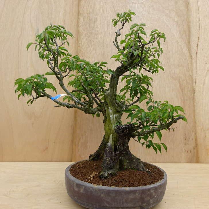 盆栽 梅 野梅 樹高 約82cm うめ Prunus mume ウメ 花梅 薄桃色 ピンク