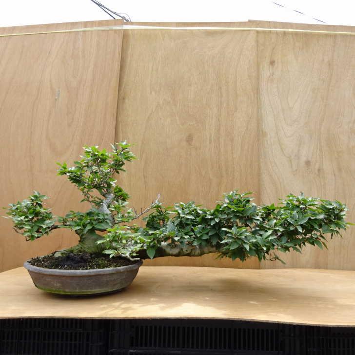 盆栽 山毛欅 樹高 約49cm ぶな Fagus crenata ブナ ブナ科 落葉樹 観賞