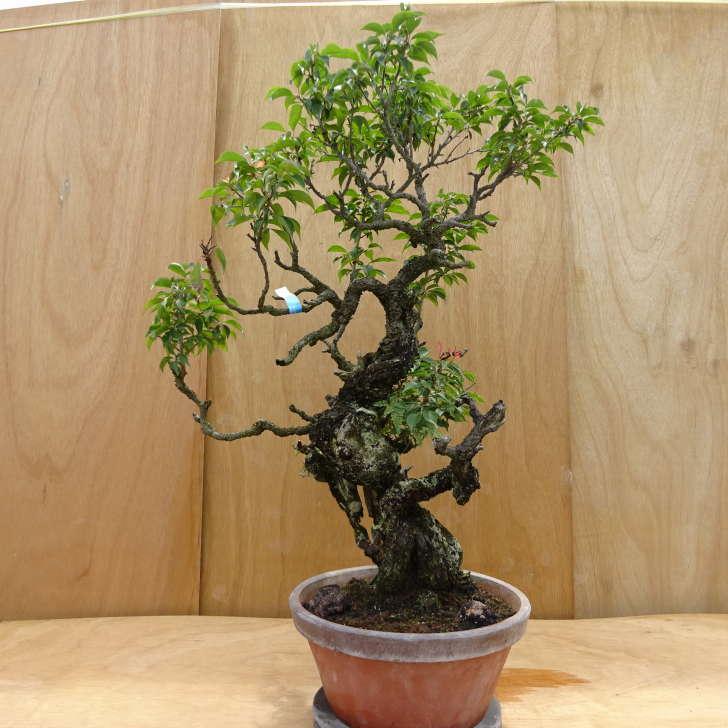 盆栽 梅 野梅 樹高 約88cm うめ Prunus mume ウメ 花梅 シャリ バラ科