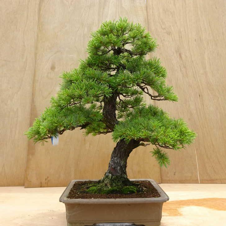 盆栽 松 五葉松 樹高 約70cm ごようまつ Pinus parviflora ゴヨウマツ 