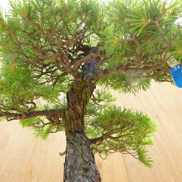 盆栽 松 五葉松 樹高 約70cm ごようまつ Pinus parviflora ゴヨウマツ