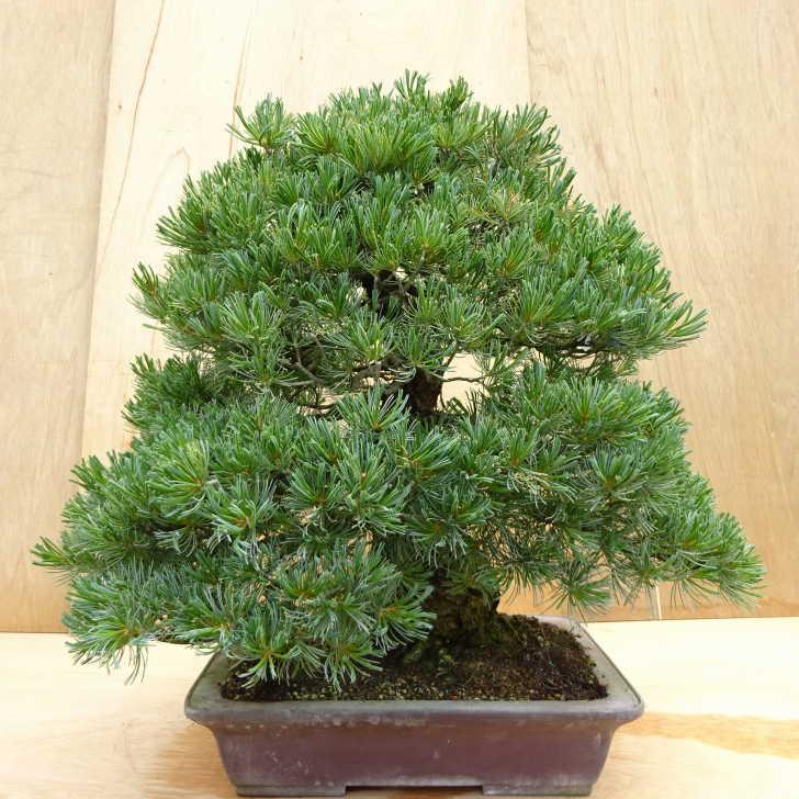 盆栽 松 五葉松 樹高 約70cm ごようまつ Pinus parviflora ゴヨウマツ