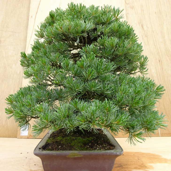 盆栽 松 五葉松 樹高 約70cm ごようまつ Pinus parviflora ゴヨウマツ