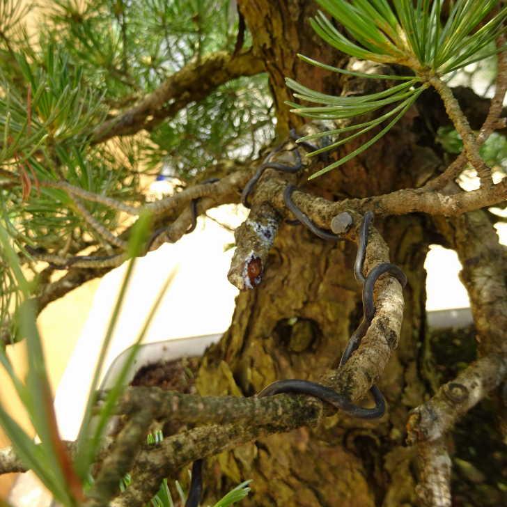 盆栽 松 五葉松 樹高 約70cm ごようまつ Pinus parviflora ゴヨウマツ