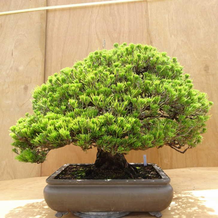 盆栽 松 黒松 万松宝 樹高 約57cm くろまつ Pinus thunbergii クロマツ 