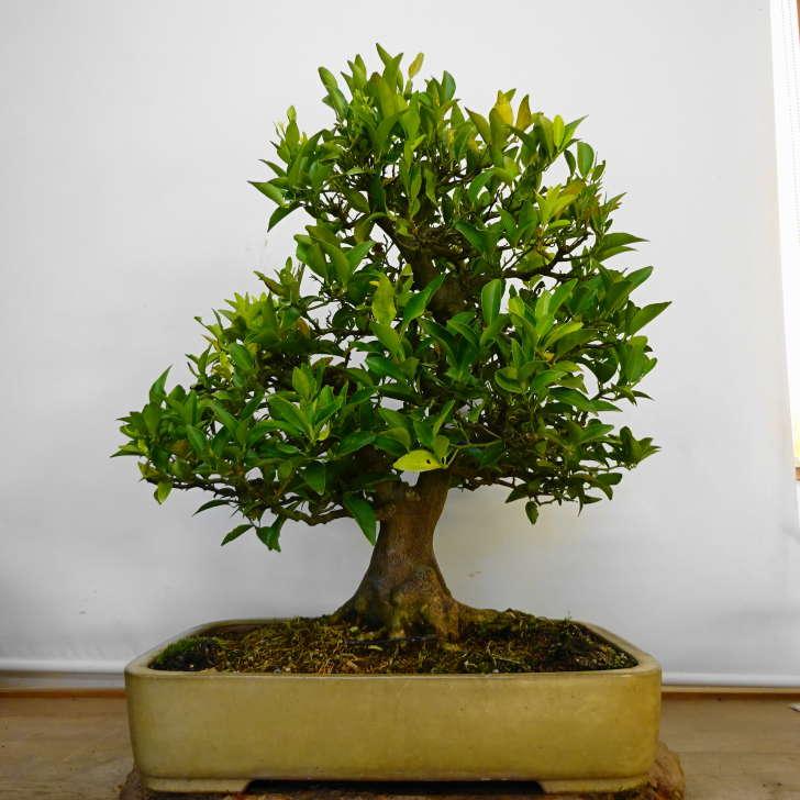 盆栽 橘 樹高 約 56cm たちばな Citrus tachibana タチバナ ミカン科
