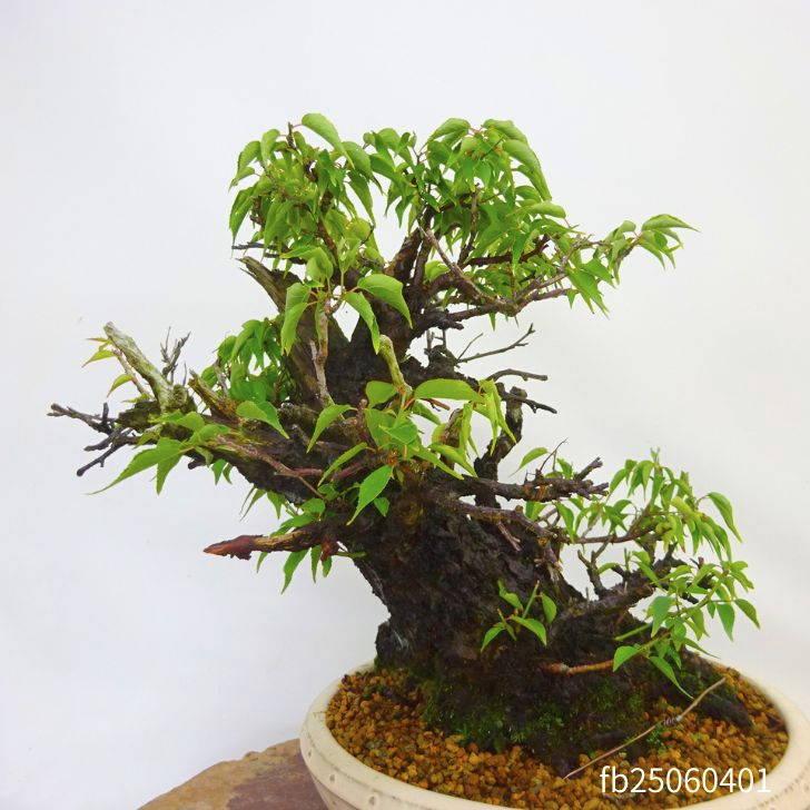 盆栽 梅 甲州野梅 樹高 約 36cm うめ Prunus mume ウメ 花梅 バラ科