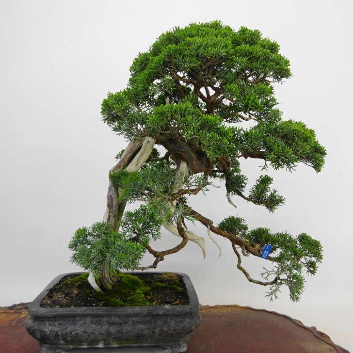 盆栽 真柏 樹高 約56cm しんぱく Juniperus chinensis シンパク ジン