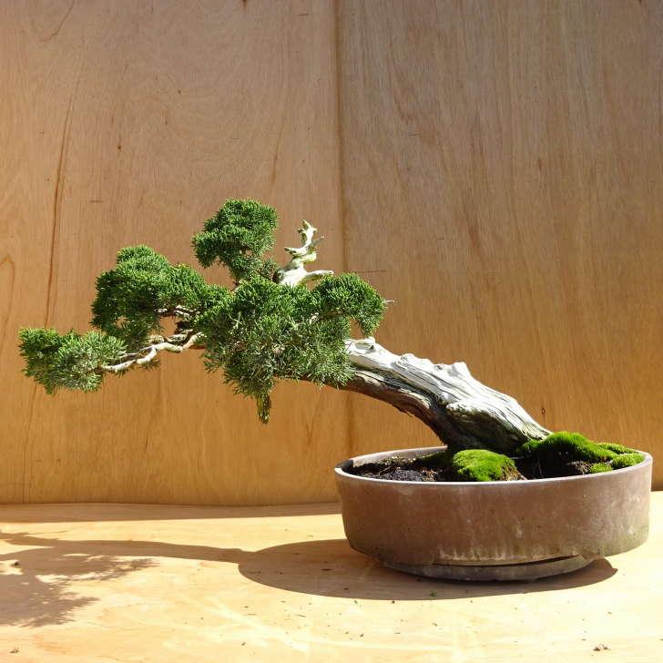 盆栽 真柏 樹高 約41cm しんぱく Juniperus chinensis シンパク ジン 