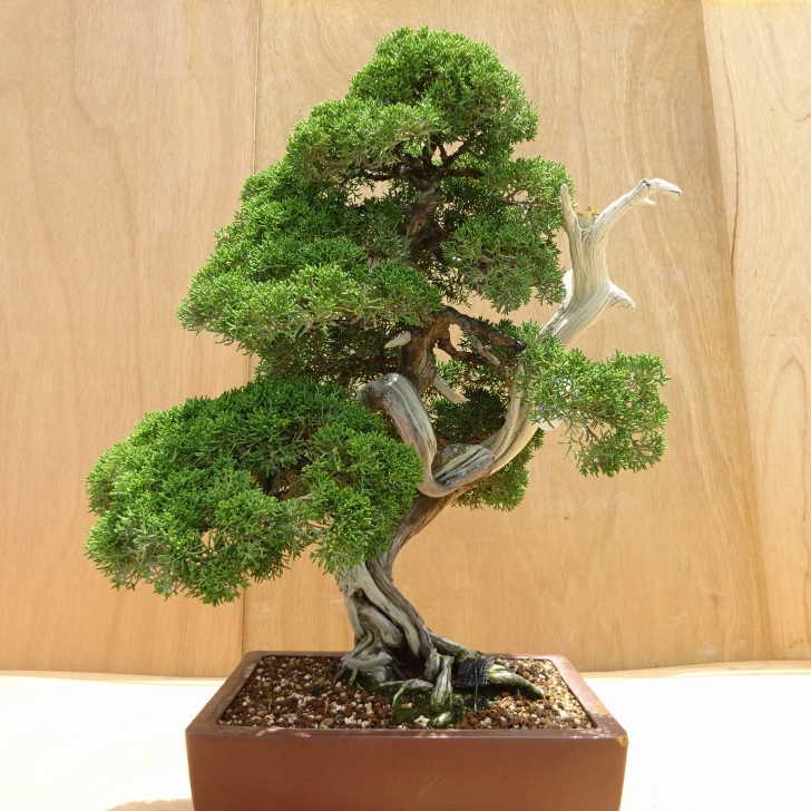 盆栽 真柏 樹高 約57cm しんぱく Juniperus chinensis シンパク ジン