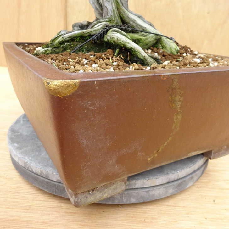 盆栽 真柏 樹高 約57cm しんぱく Juniperus chinensis シンパク ジン