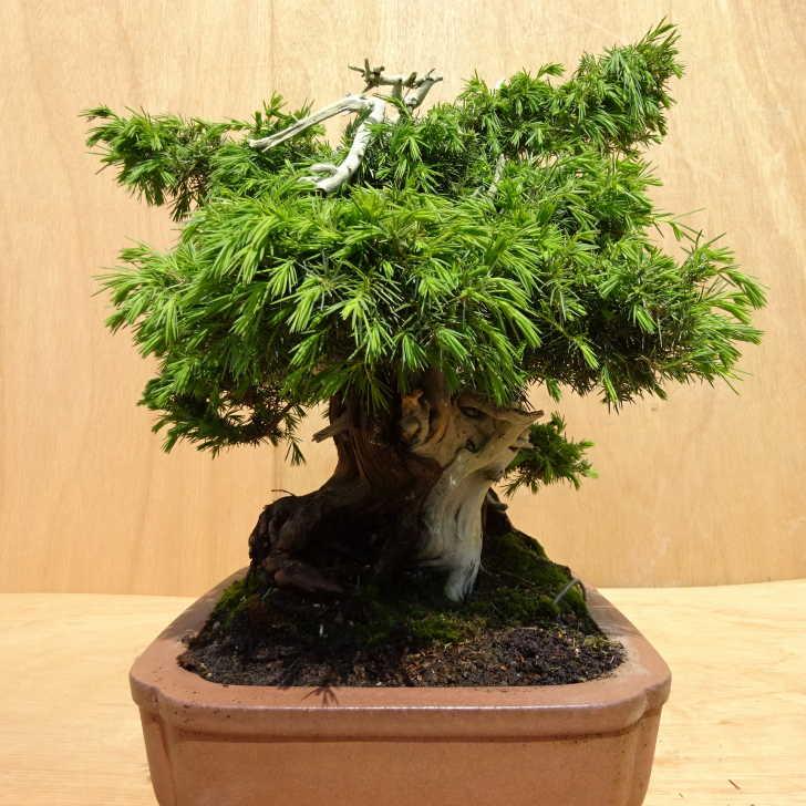 盆栽 松 杜松 樹高 約40cm としょう Juniperus rigida トショウ ジン シャリ ヒノキ科 常緑針葉樹 観賞用 中型 現品 ...
