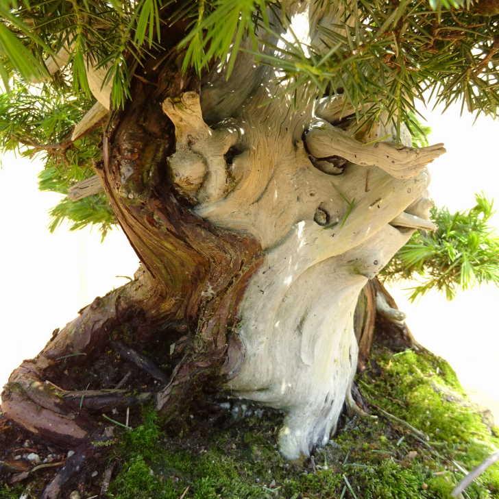 盆栽 松 杜松 樹高 約40cm としょう Juniperus rigida トショウ ジン シャリ ヒノキ科 常緑針葉樹 観賞用 中型 現品 ...