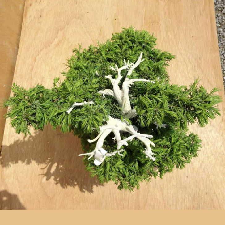 盆栽 松 杜松 樹高 約40cm としょう Juniperus rigida トショウ ジン