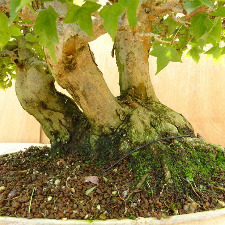 三河盆栽　カエデ　盆栽　株立　楓 カエデ寄せ植え 綺麗に紅葉するかな？ #bonsai #tridentmaple #盆栽