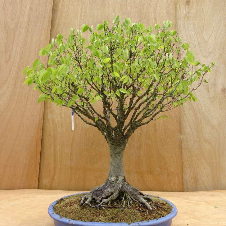 盆栽 欅 樹高 約63cm けやき Zelkova serrata ケヤキ 紅葉 ニレ科