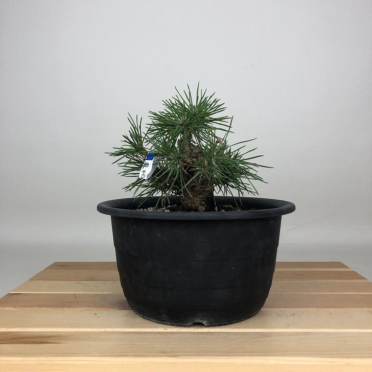 現品】黒松（くろまつ）（クロマツ）根巻 J2番 楽天市場】盆栽 松 黒松