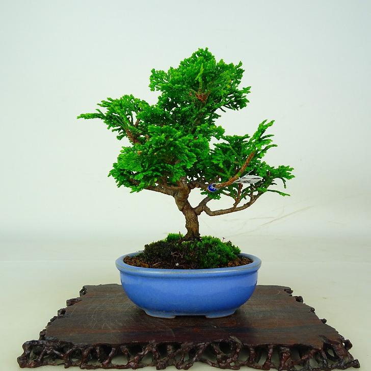 盆栽 桧 津山桧 樹高 約13cm つやまひのき Chamaecyparis obtusa 