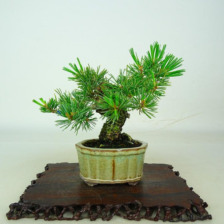 盆栽 松 五葉松 樹高 約11cm ごようまつ Pinus parviflora ゴヨウマツ