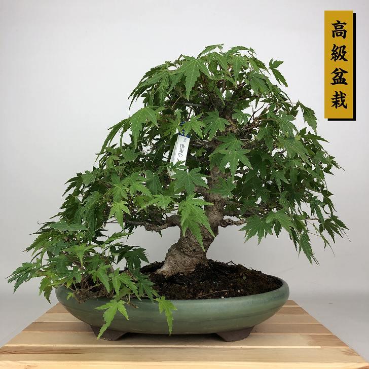 上下5㎝　根上がり　神入り　野薔薇　雅　ミニバラ　小品盆栽　真柏　黒松　紅葉　楓 上下5㎝ 根上がり 神入り 野薔薇 雅 ミニバラ 小品盆栽 真柏 黒松 紅葉