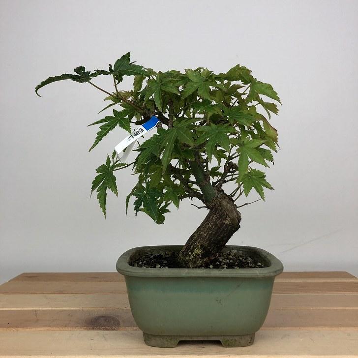 樹高14㎝　本欅　箒作り　小品　盆栽　真柏　黒松　五葉松　百日紅　モミジ　桜 樹高14㎝ 本欅 箒作り 小品 盆栽 真柏 黒松 五葉松 百日紅 モミジ 桜