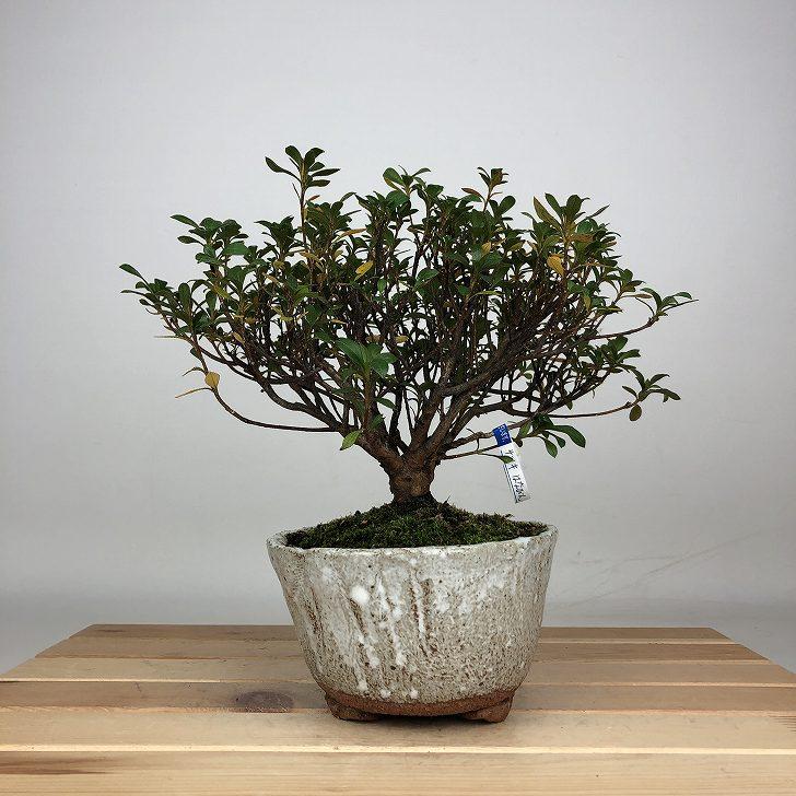 盆栽 皐月 はなびん 樹高 約16cm さつき Rhododendron indicum サツキ