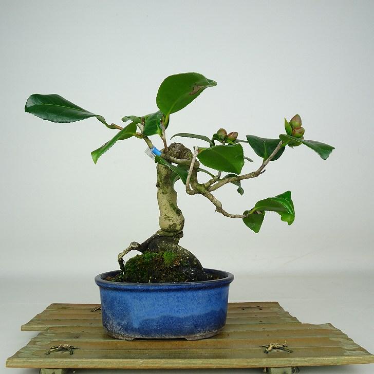 ‼️山木華厳‼️肥後椿盆‼️引き取り限定 盆栽 椿 出雲大社 樹高 約18cm つばき Camellia japonica ツバキ