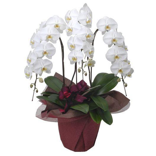 全ての 胡蝶蘭3本立ち 白 高い品質 Www Maxipiso Com Ar