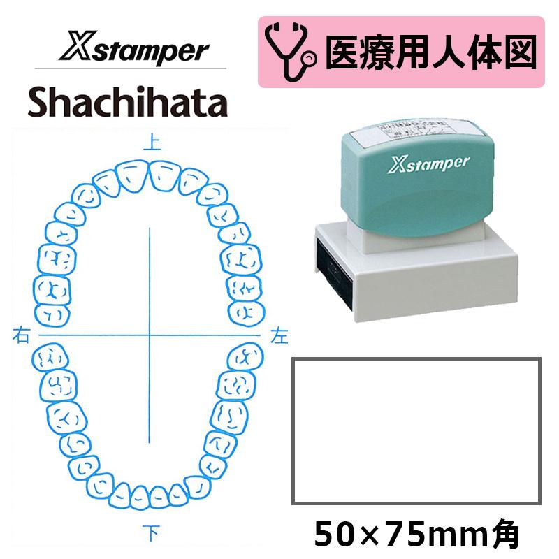 大人気 スタンプ はんこ 医療 病院 看護師 ナース 歯科医 印面サイズ 50 75mm 5075号 角型印 Xスタンパー 医療用人体図 歯1 シヤチハタ 医療専門 検査 病院 医師 医者 先生 診断書 カルテ 印鑑 印章 スタンプ Www Festivaldechaillol Com