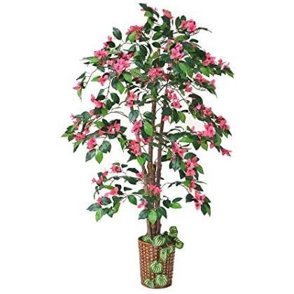 絶対一番安い 観葉植物 ブーゲンビリア 竹カゴ付き Hms Vap07h2if030 はなおマーケット 通販 Yahoo ショッピング 大流行中 Blog Lonolife Com