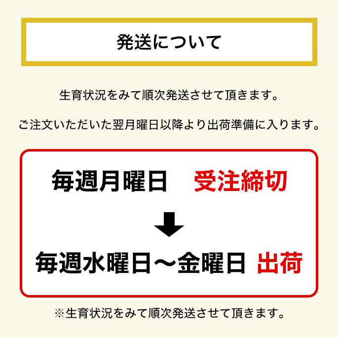 送料無料！【要冷蔵・クール代込み】 黄ニラ大使三昧セット（チヂミミックス150g×2・チヂミのたれ150ml×1・黄ニラ50g×2束）（チヂミ）｜hanshoya｜12