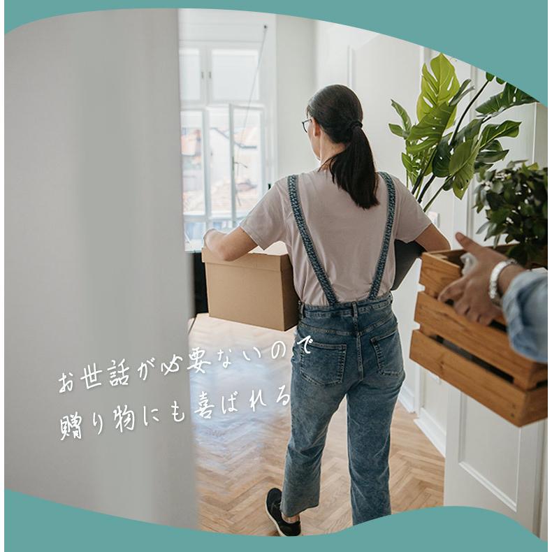 人工観葉植物 フェイクグリーン 観葉植物 造花 インテリア 屋内 室内 ココナッツ 230cm Coconut tree 大型宅配便 hnw1_7