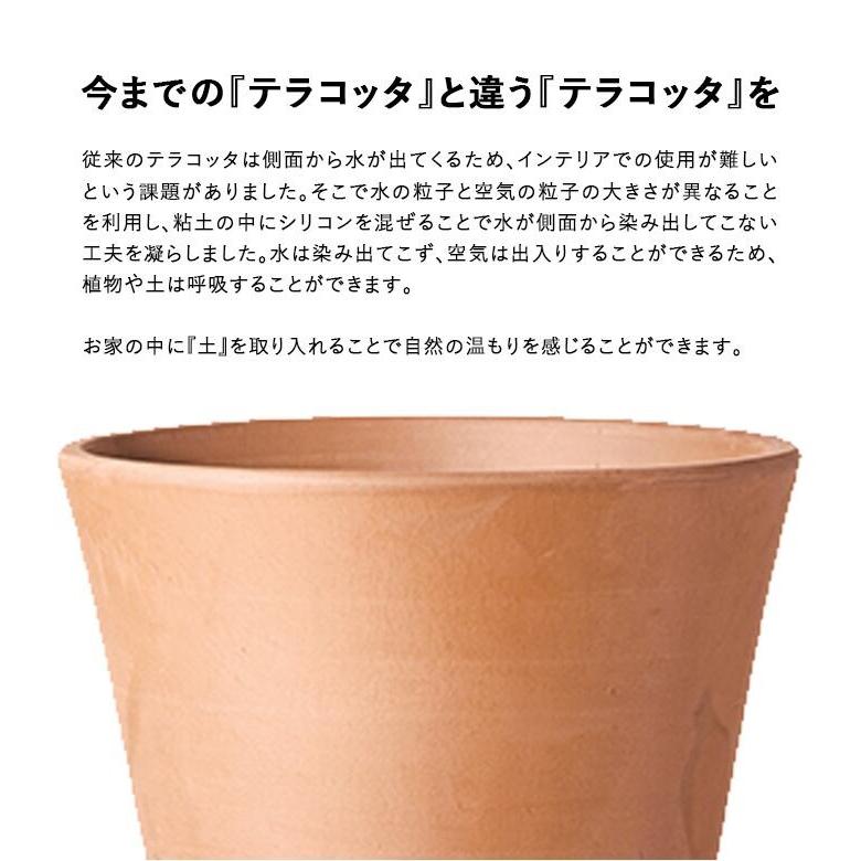 渡邊さま専用　ロストラータ国内実生株　鉢のまま発送 D　ポット径30㌢ 渡邊さま専用 ロストラータ国内実生株 鉢のまま発送 D ポット径30㌢