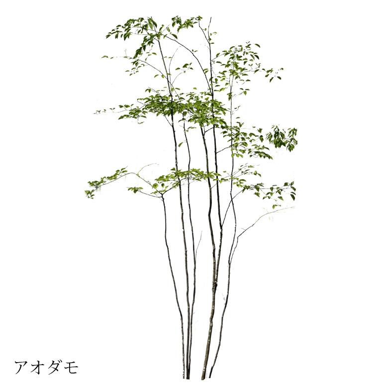 施工付植木/近畿地域限定 シンボルツリー 庭木 落葉樹 落葉高木 樹高2.5m以上(根含まず) 植樹付 UJU 結樹 ゆうじゅ アオダモ 代金引換・同梱不可 hnw1｜hanwa-ex｜02