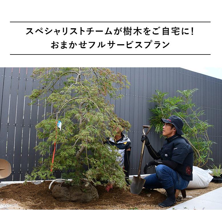 施工付植木/近畿地域限定 シンボルツリー 庭木 落葉樹 落葉高木 樹高2.5m以上(根含まず) 植樹付 UJU 結樹 ゆうじゅ アオダモ 代金引換・同梱不可 hnw1｜hanwa-ex｜04