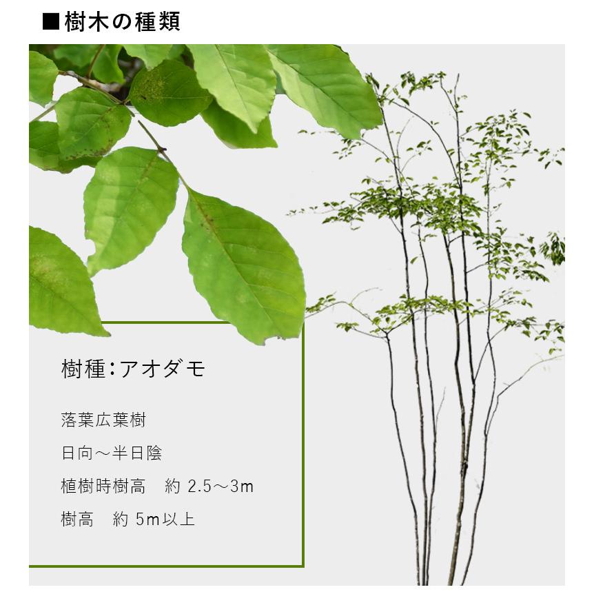 DEPOS 施工付植木/近畿地域限定 シンボルツリー 庭木 落葉樹 落葉高木