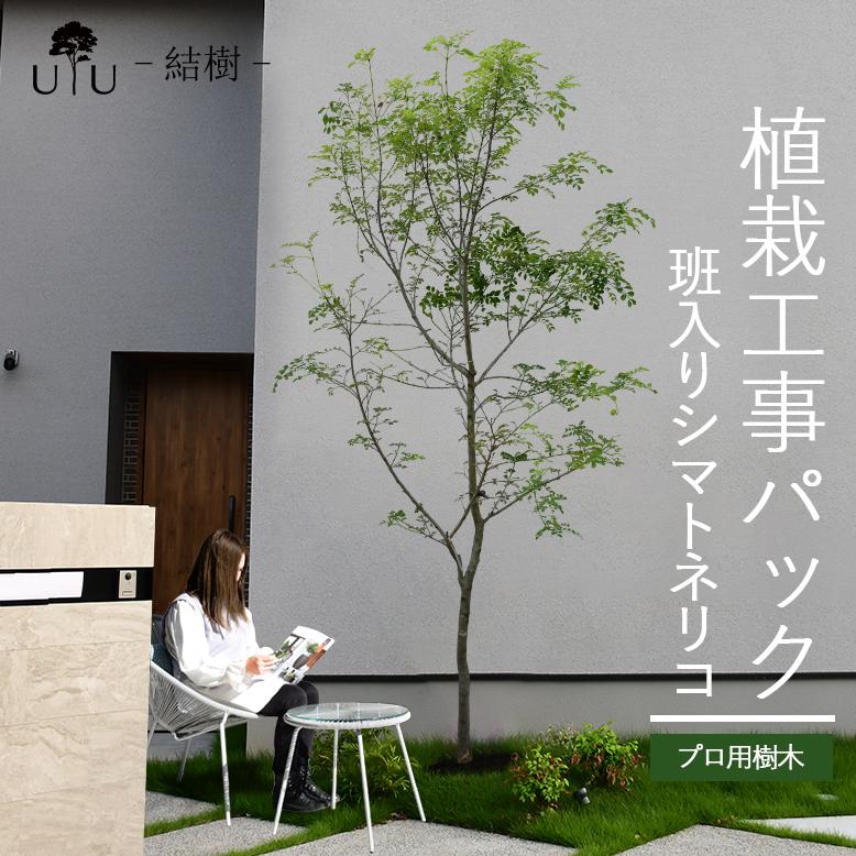 DEPOS 施工付植木/近畿地域限定 シンボルツリー 庭木 常緑広葉樹