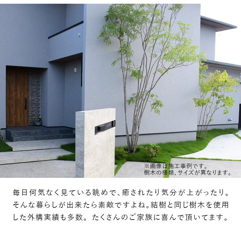 DEPOS 施工付植木/近畿地域限定 シンボルツリー 庭木 常緑広葉樹