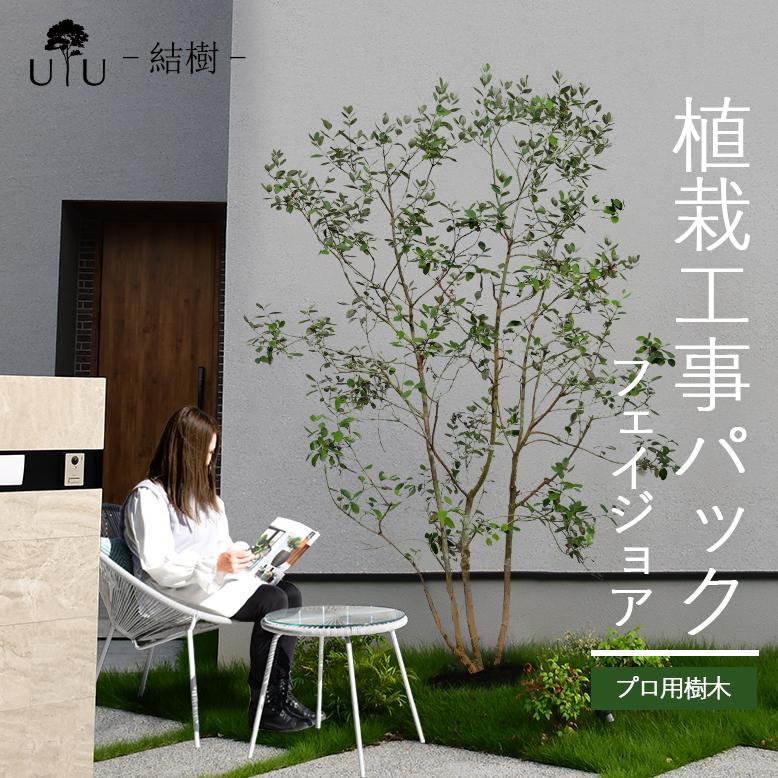 DEPOS 施工付植木/近畿地域限定 シンボルツリー 庭木 常緑広葉樹 DEPOS 施工付植木/近畿地域限定 シンボルツリー 庭木 常緑広葉樹