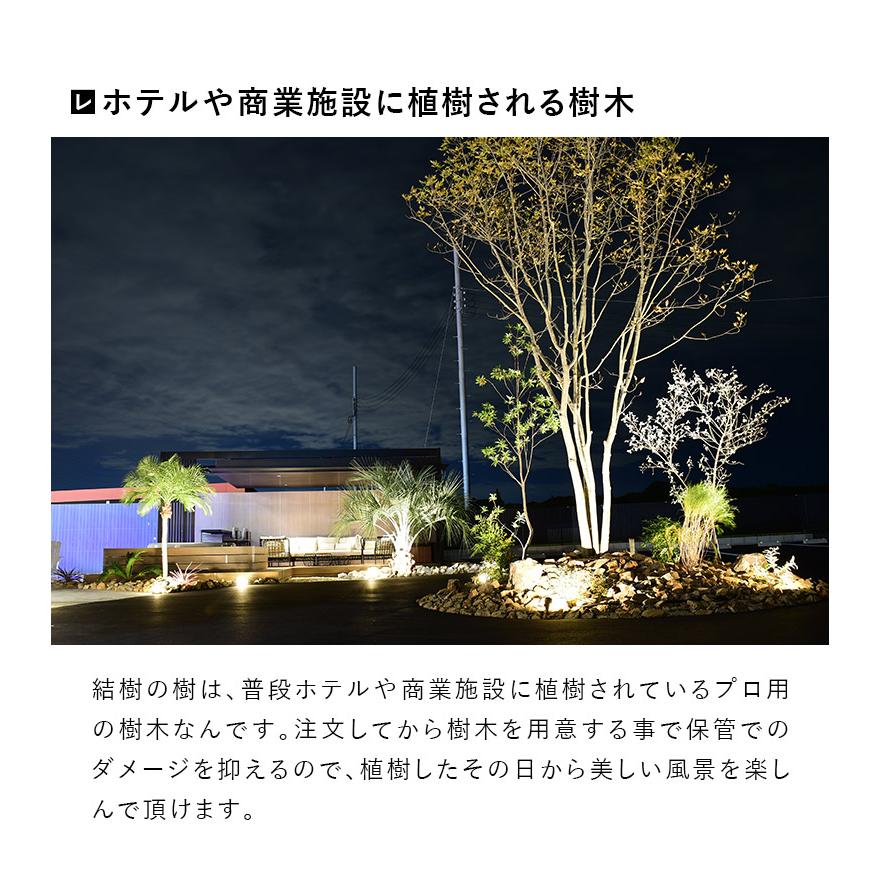 DEPOS 施工付植木/近畿地域限定 シンボルツリー 庭木 常緑広葉樹 樹高