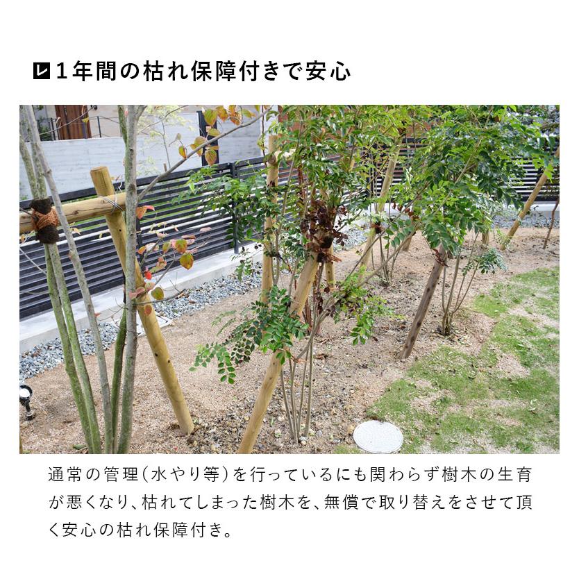 DEPOS 施工付植木/近畿地域限定 シンボルツリー 庭木 常緑広葉樹 樹高