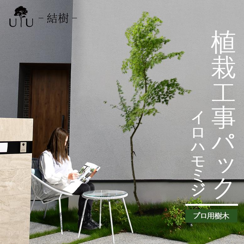 【専用】イロハモミジ/単木【現品発送】管理70561 イロハモミジ/単木【現品発送】管理70561 イロハモミジ 単木」の