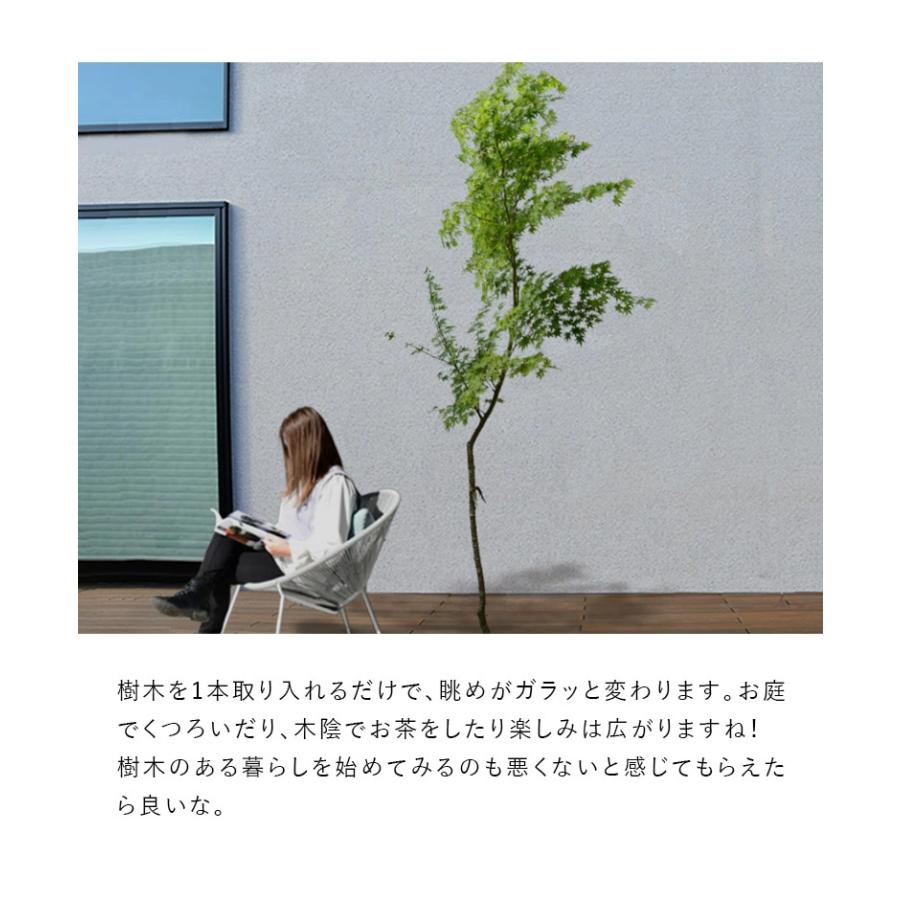 50 イロハモミジ 楽天市場】【現品発送】イロハモミジ 本株立ち 樹高2.5-2.7m(根鉢含ま